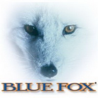Blue Fox